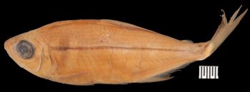 Media type: image;   Ichthyology 166274 Aspect: lateral,description